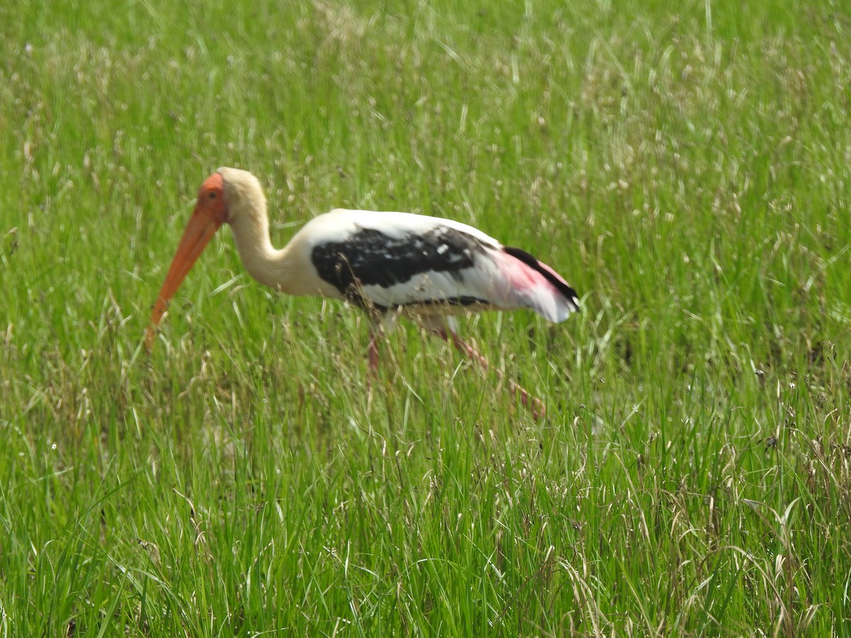 Buntstorch - ML642696813
