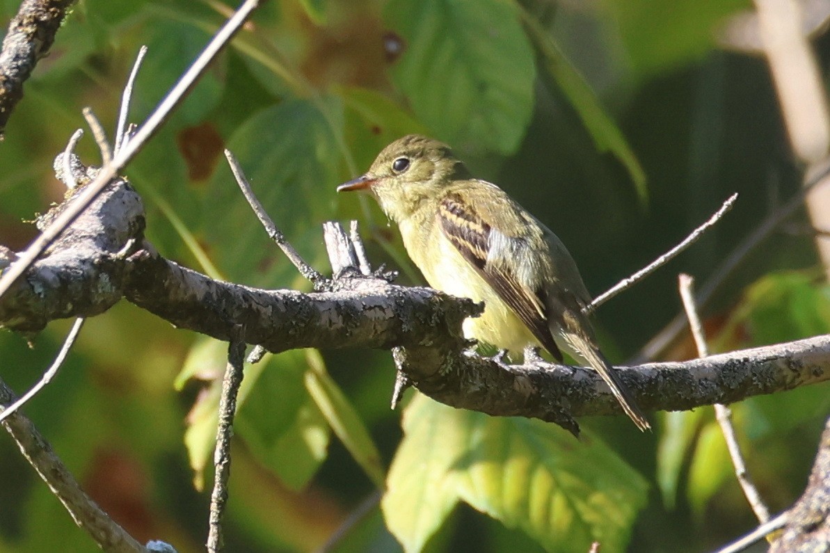 Empidonax sp. - ML642696814