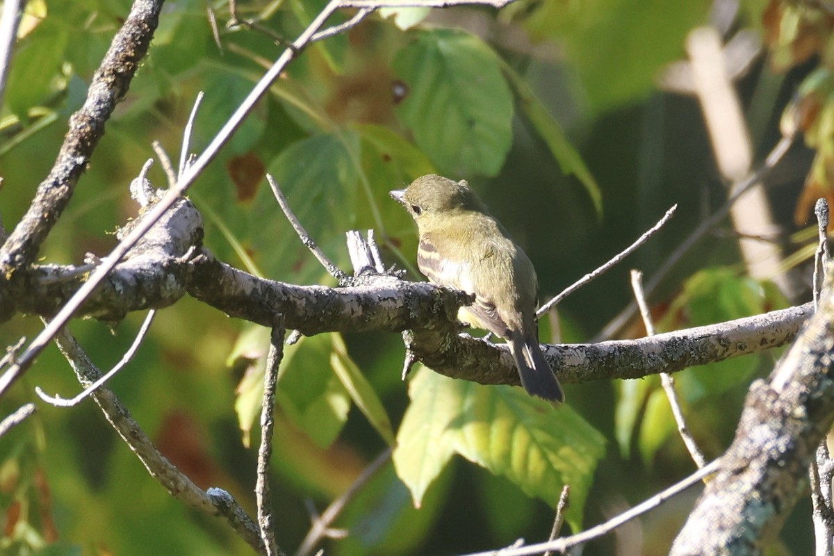 Empidonax sp. - ML642696815