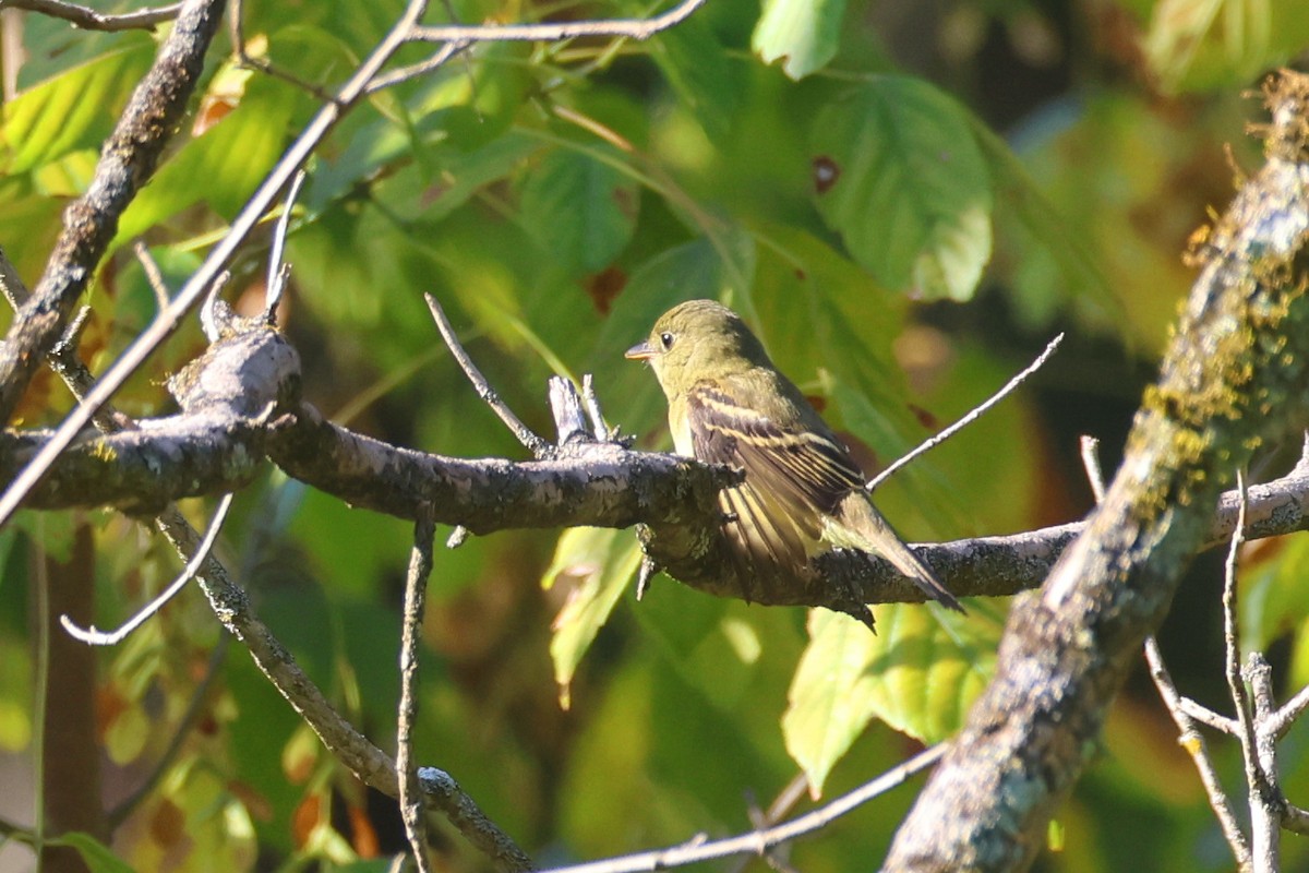 Empidonax sp. - ML642696816