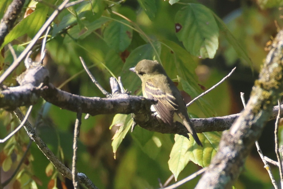 Empidonax sp. - ML642696817