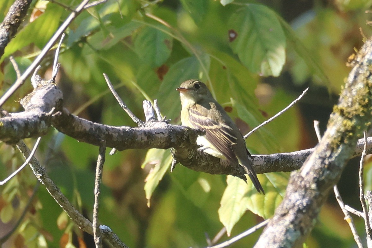 Empidonax sp. - ML642696818