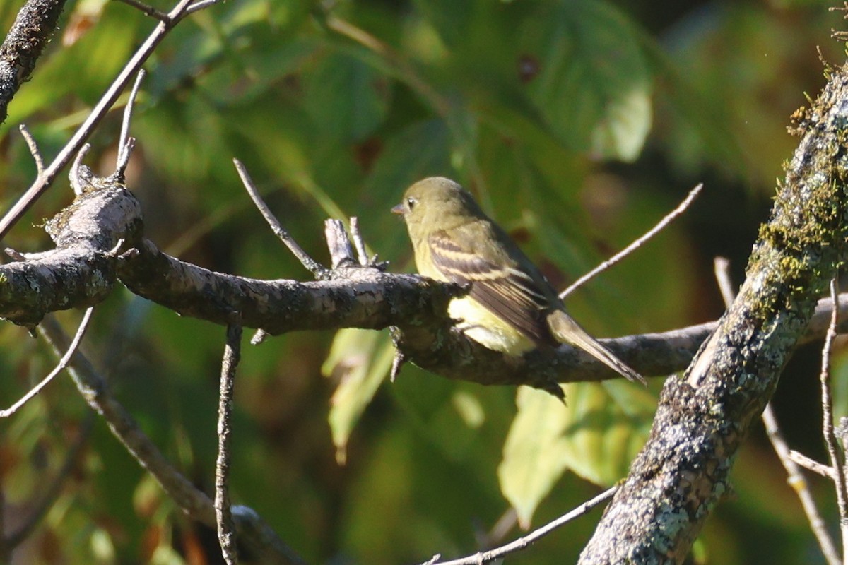 Empidonax sp. - ML642696819