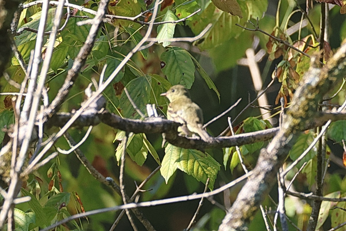 Empidonax sp. - ML642696820