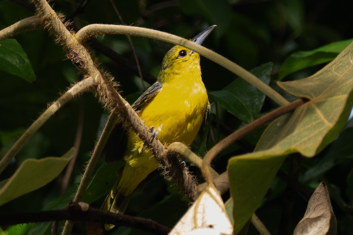 Great Iora - ML642696843