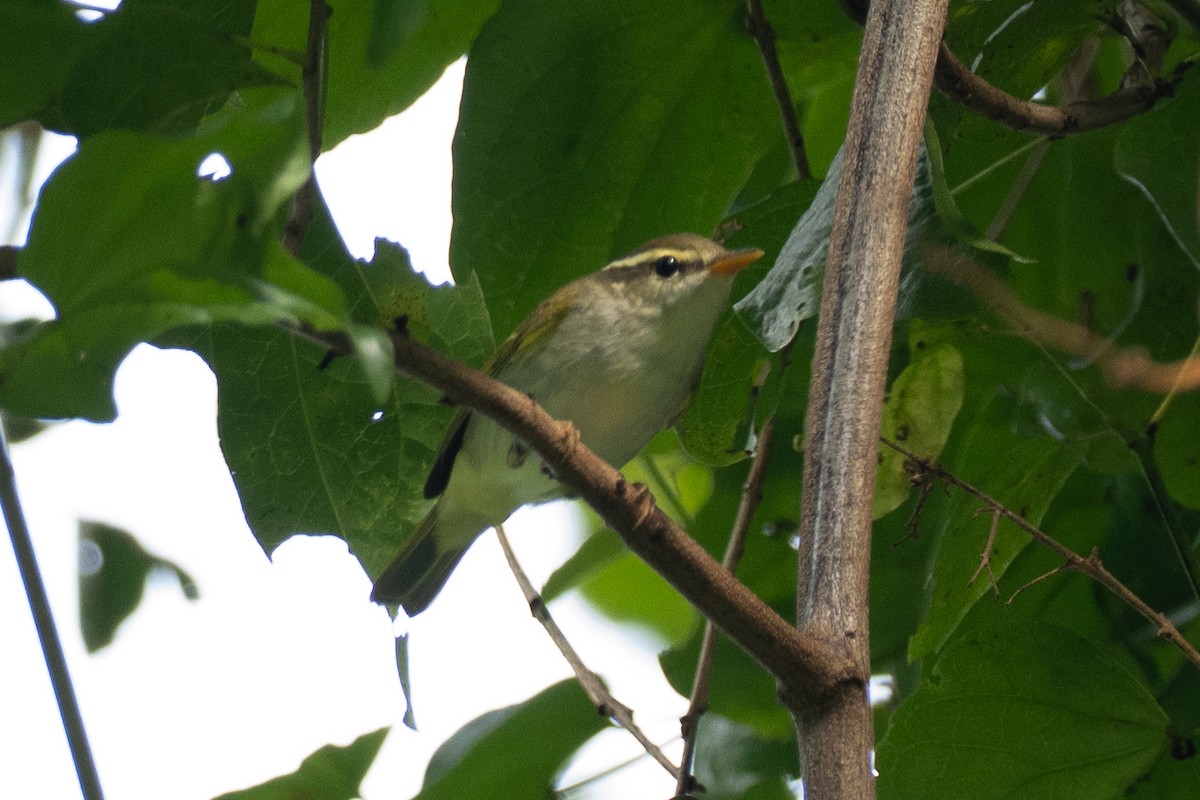 Mosquitero Coronado - ML642696845