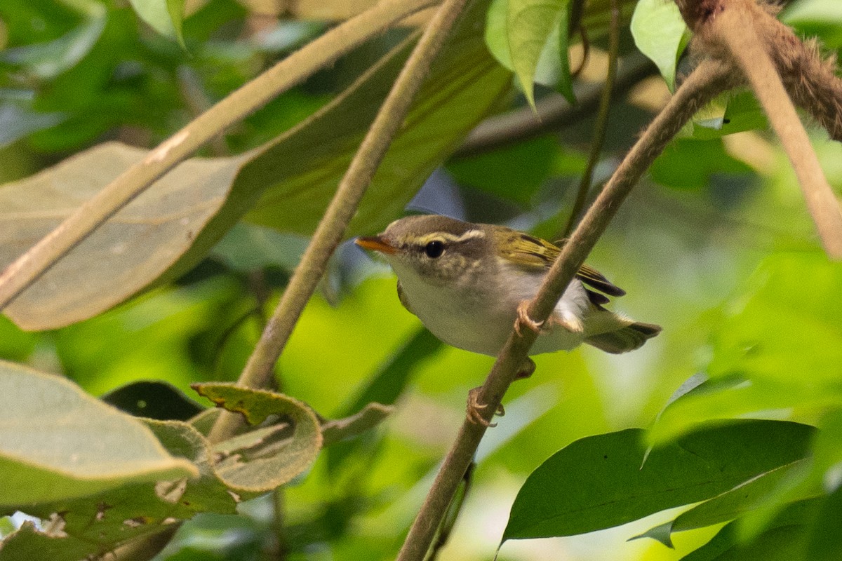 Mosquitero Coronado - ML642696848