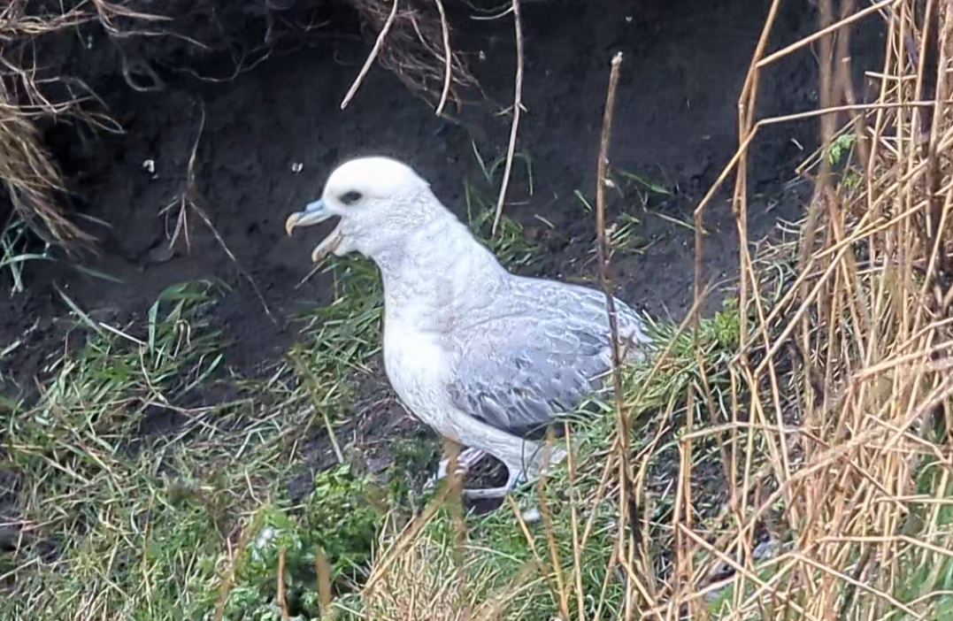 Fulmar Boreal - ML642696866