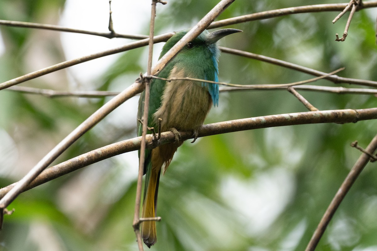 Abejaruco Barbiazul - ML642696867