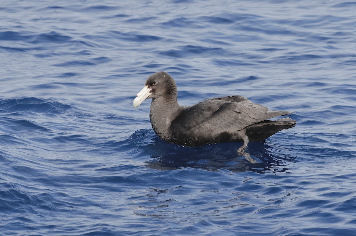 Abanto Marino Antártico - ML642696872