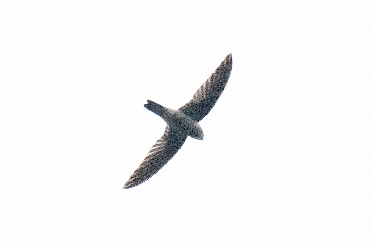 Salangane de l'Himalaya - ML642696891
