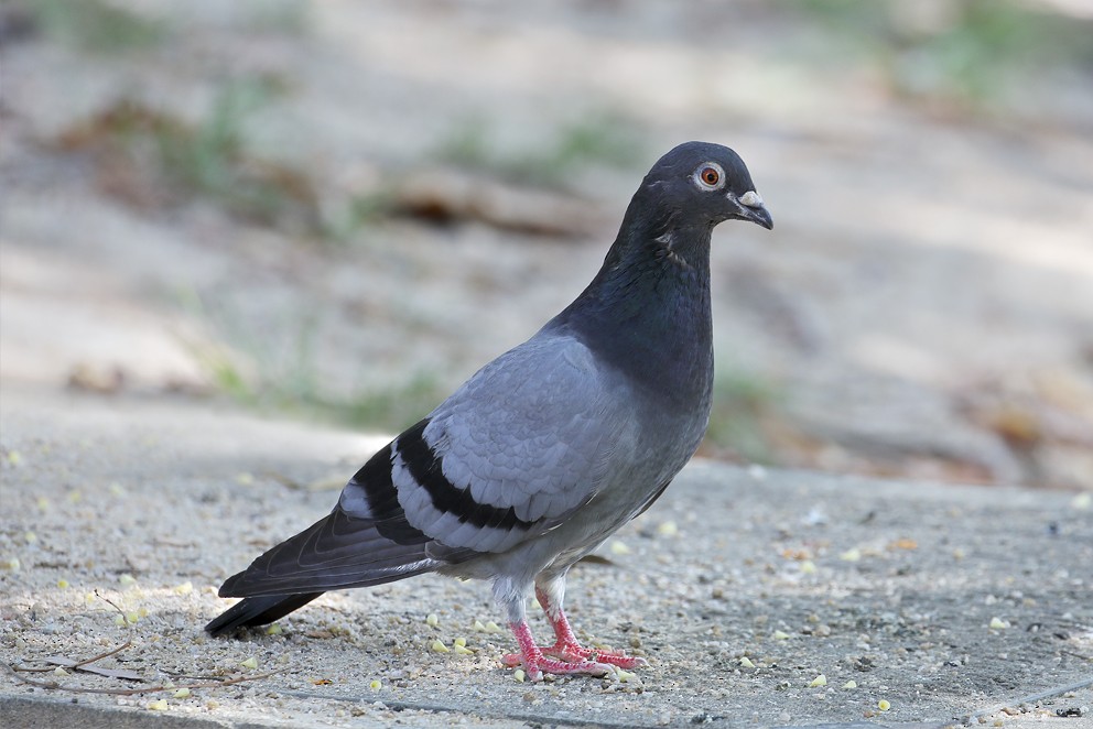Pigeon biset (forme domestique) - ML642696892