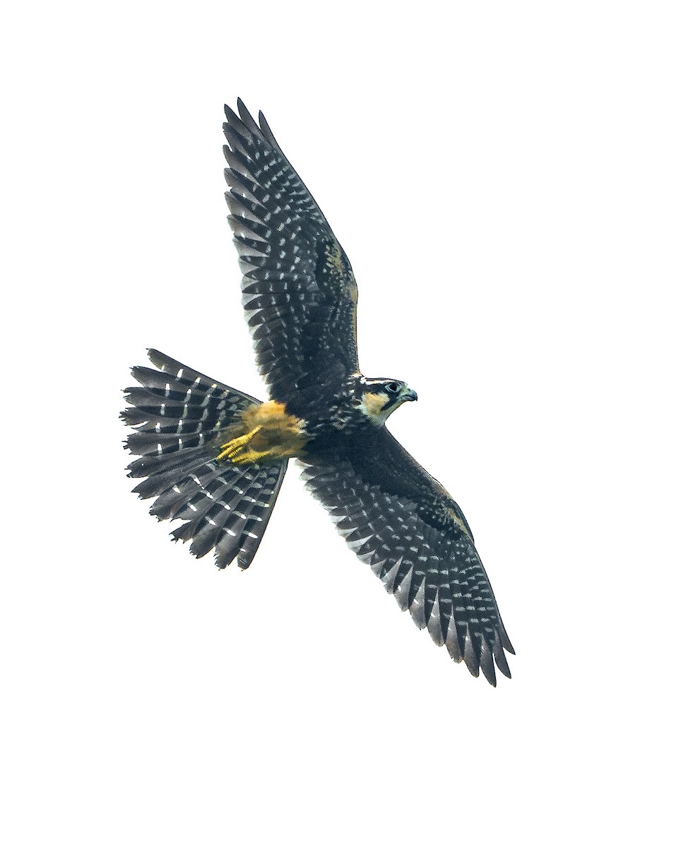 Aplomado Falcon - ML642696908