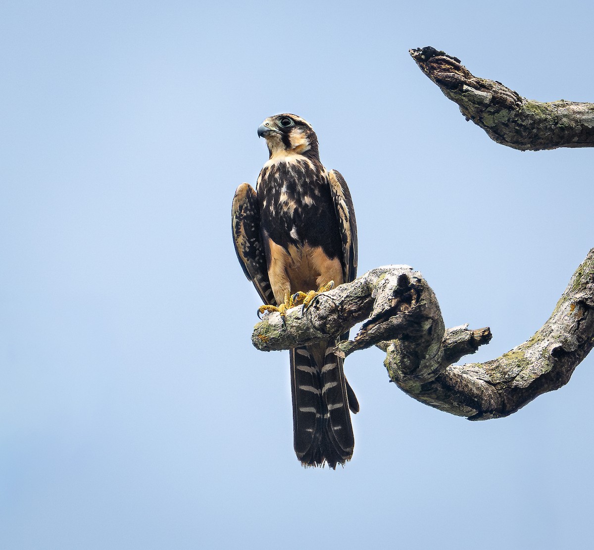 Aplomado Falcon - ML642696911