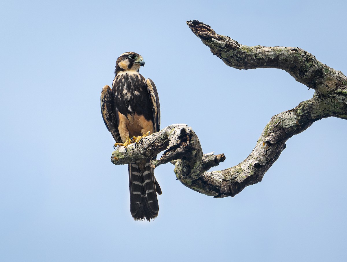 Aplomado Falcon - ML642696912