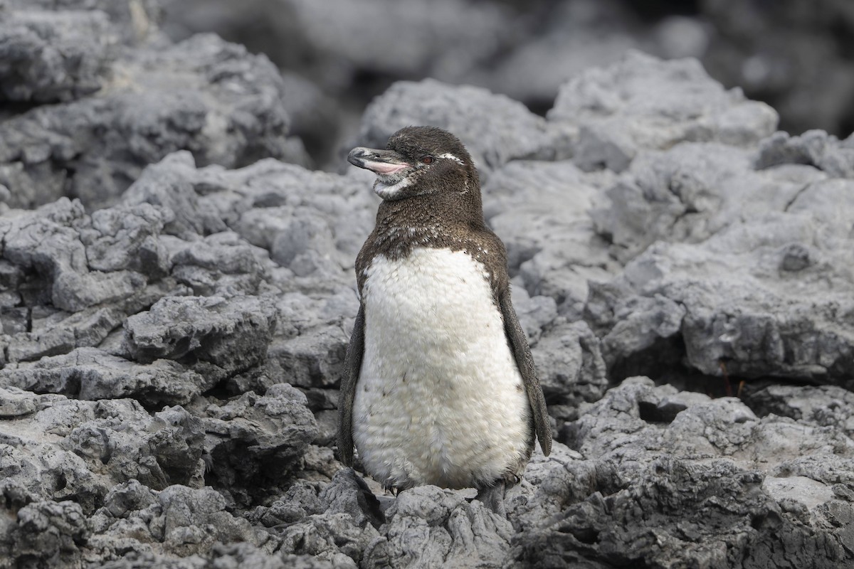 Galapagos Penguin - ML642696914