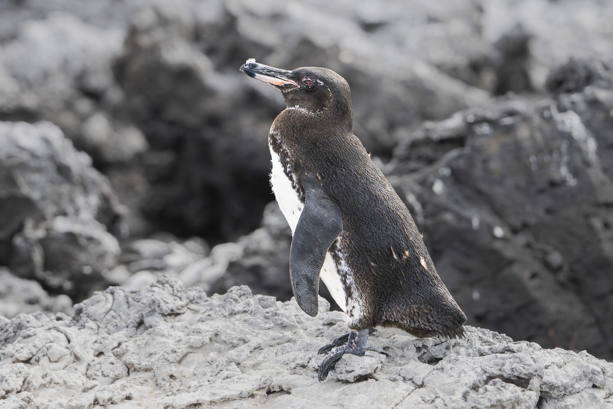 Galapagos Penguin - ML642696915