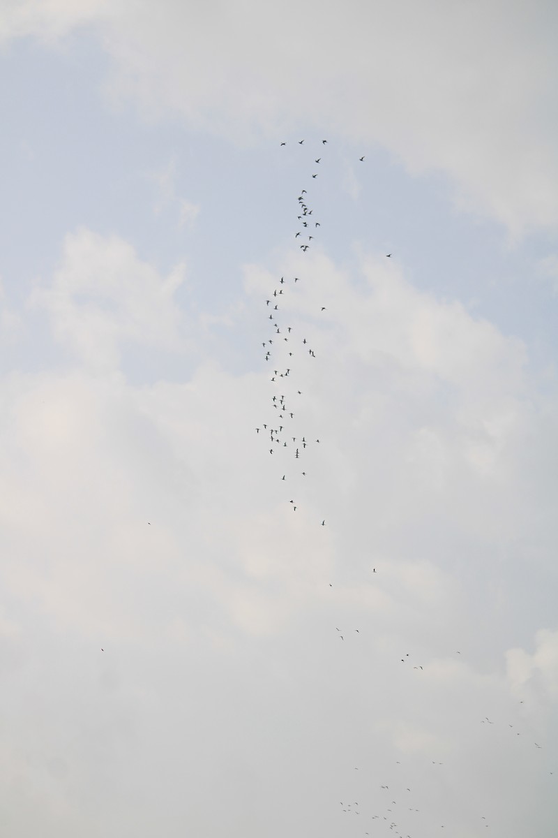 לימוזה מצויה - ML642696919