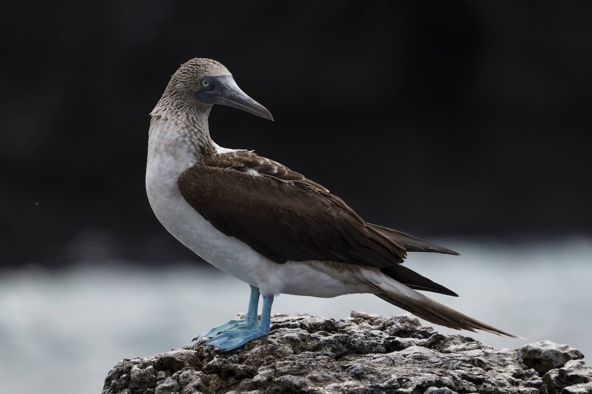 Blue-footed Booby - ML642696920
