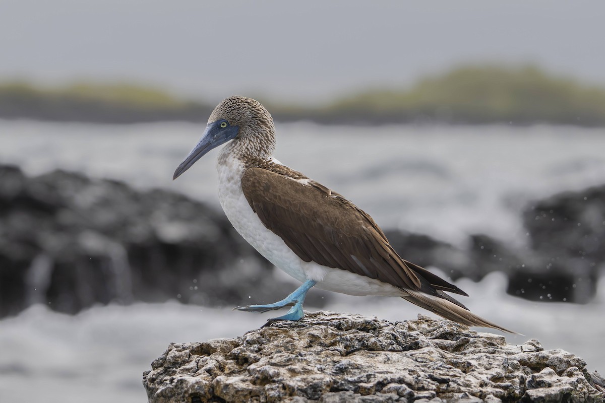 Blue-footed Booby - ML642696921