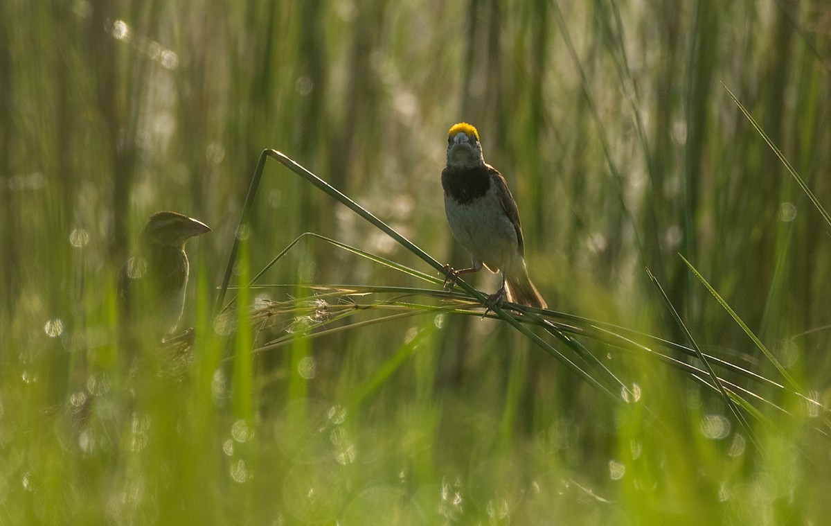 Black-breasted Weaver - ML642696922
