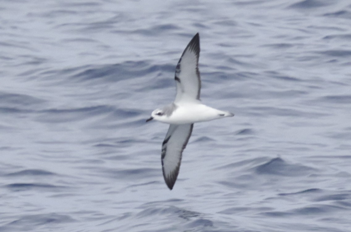 Cook's Petrel - ML642696923