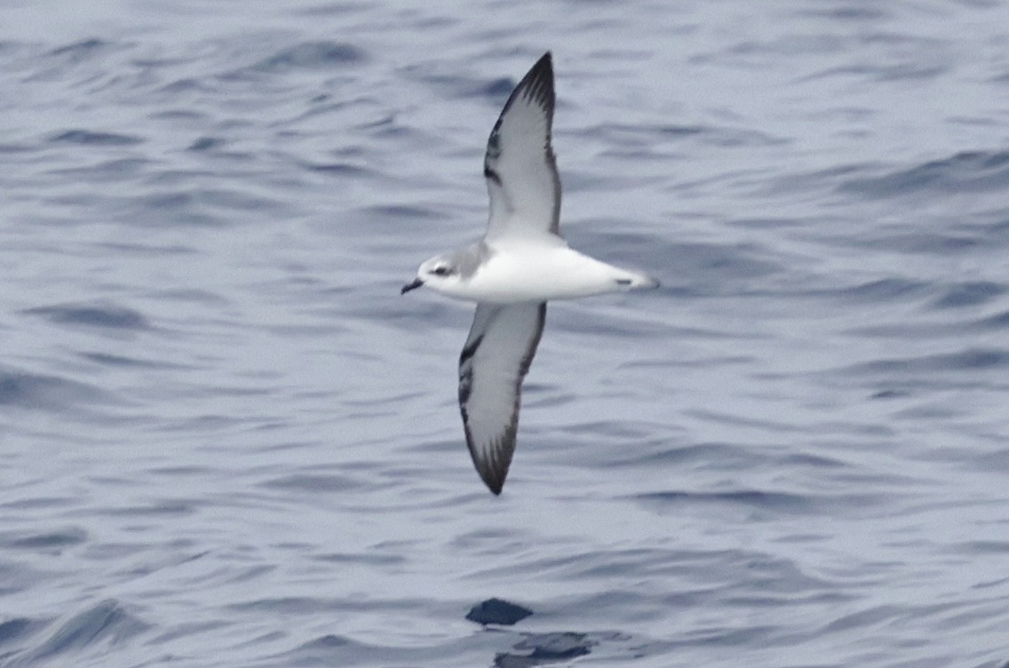 Cook's Petrel - ML642696924