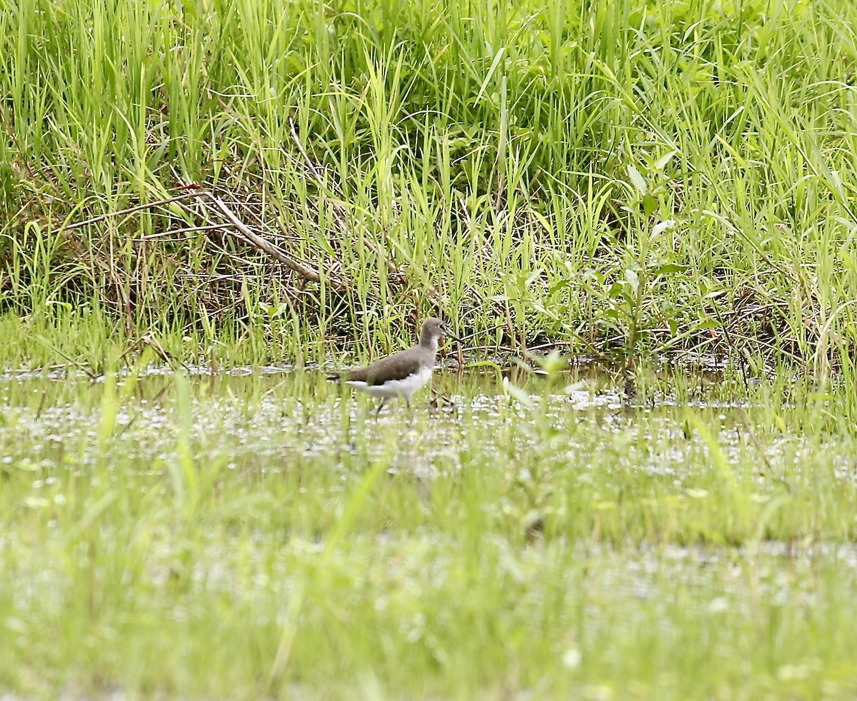 Waldwasserläufer - ML642696955