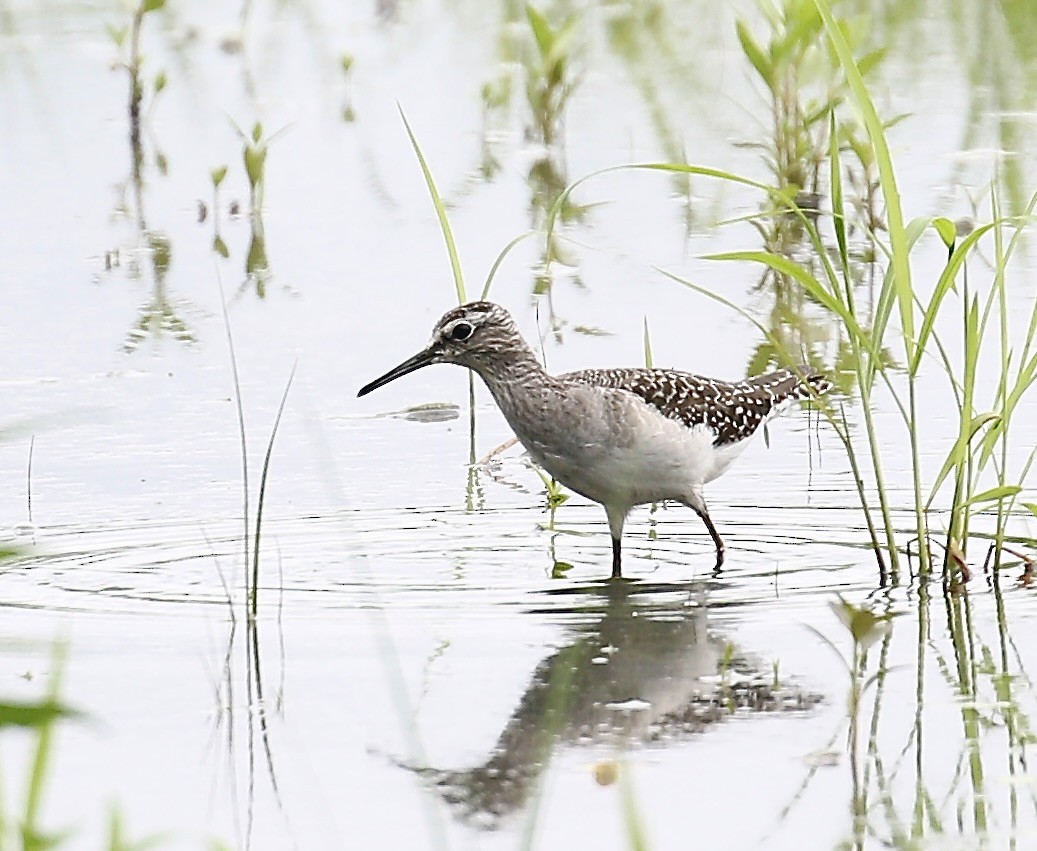 Bruchwasserläufer - ML642696956