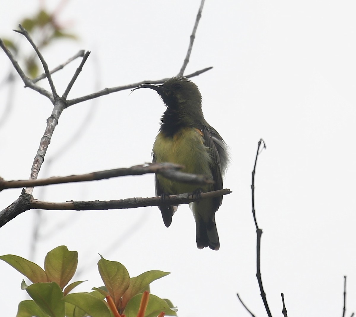 Ornate Sunbird - ML642696981