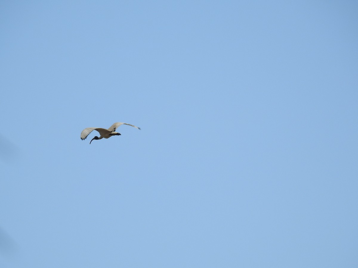 Australian Ibis - ML642696988