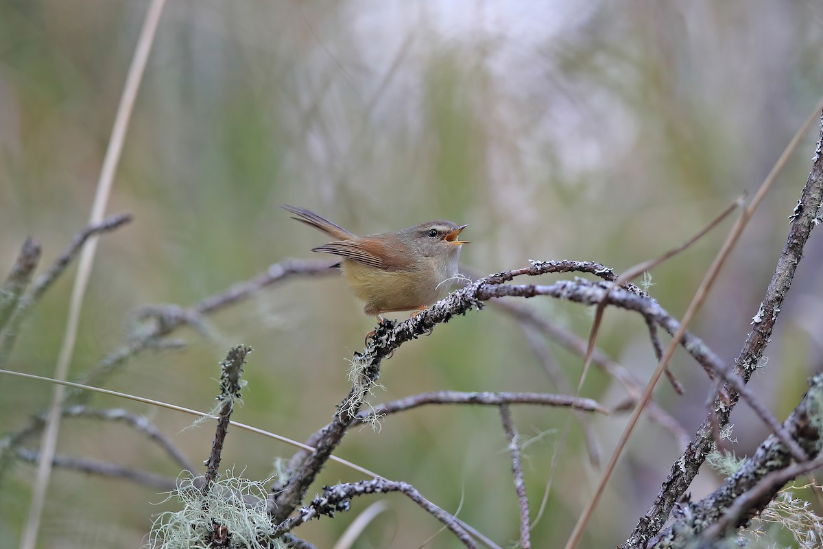 Yellowish-bellied Bush Warbler - ML642696990