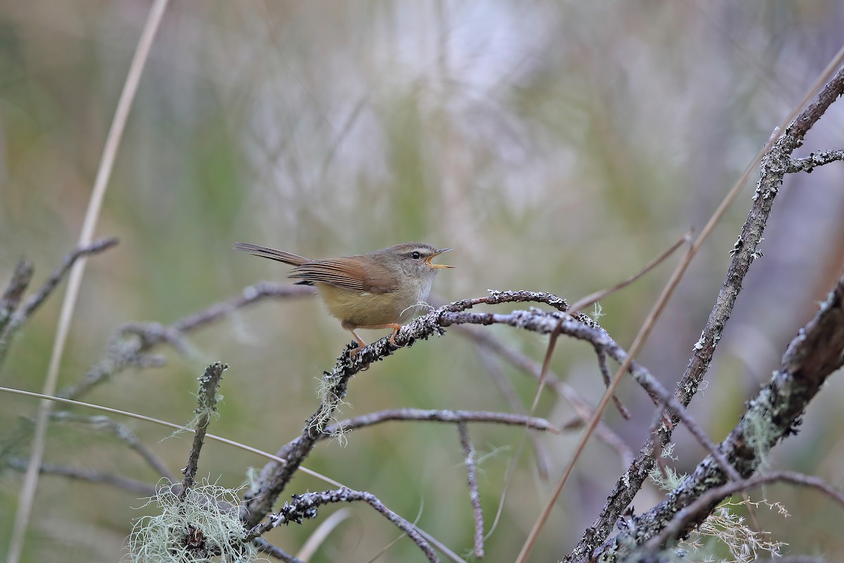 Yellowish-bellied Bush Warbler - ML642696991