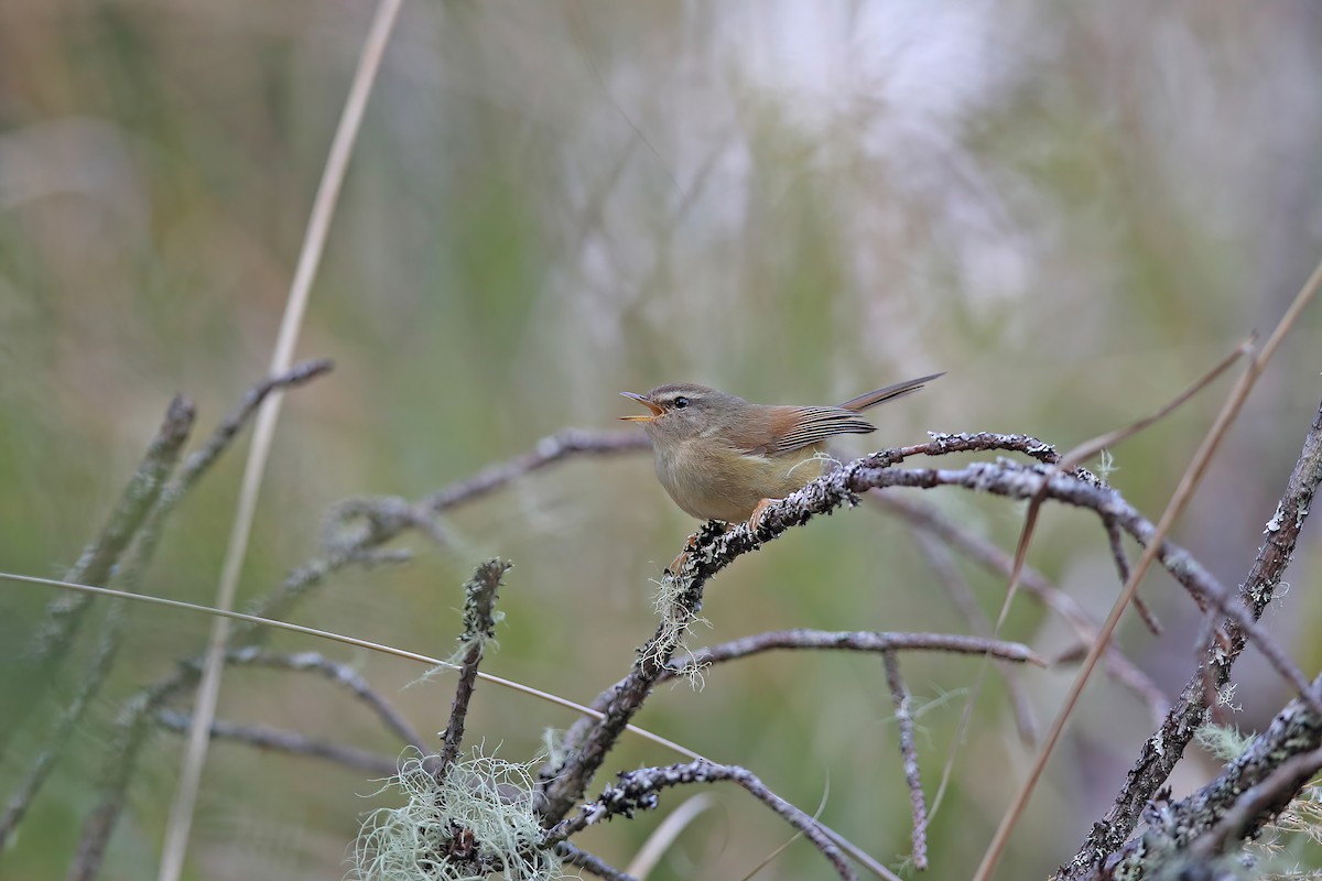 Yellowish-bellied Bush Warbler - ML642696992