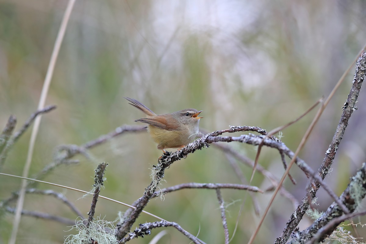 Yellowish-bellied Bush Warbler - ML642696993