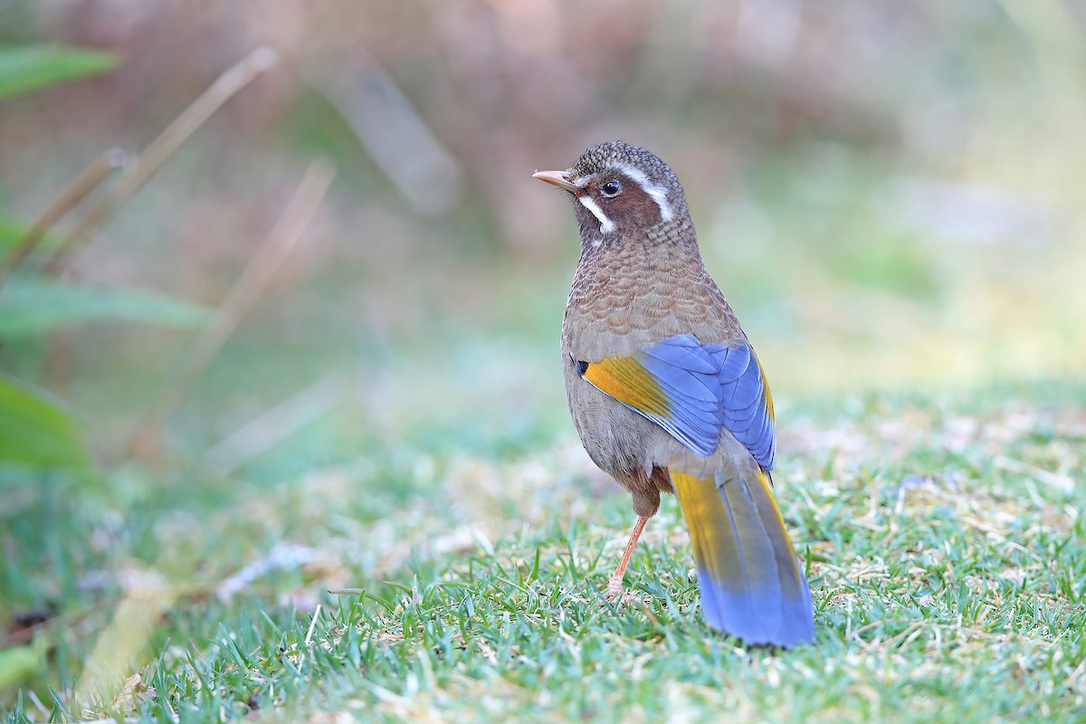 White-whiskered Laughingthrush - ML642696995