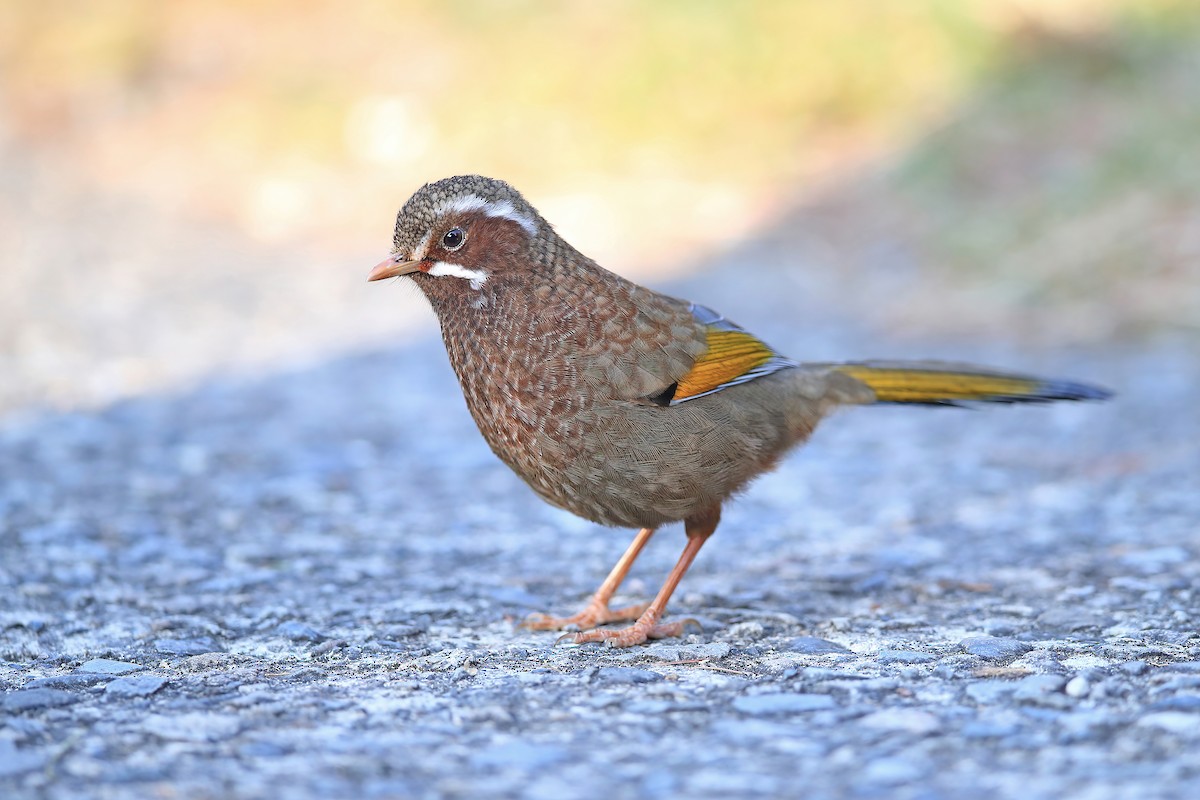 White-whiskered Laughingthrush - ML642696996