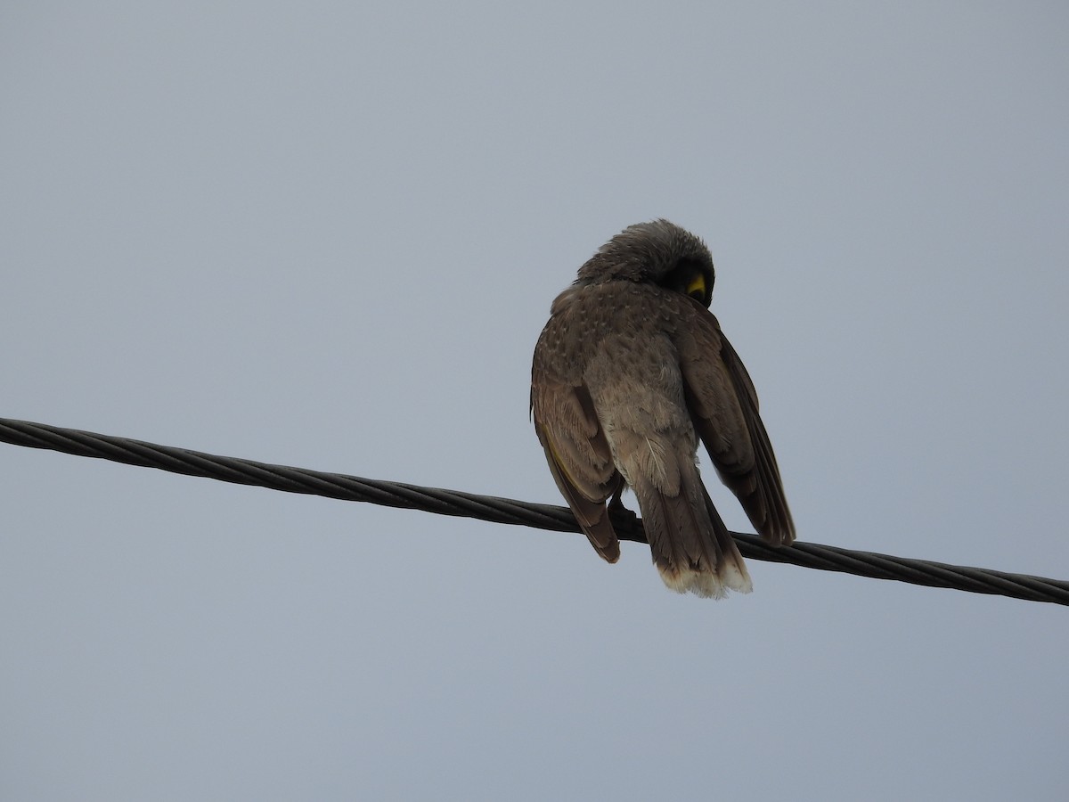 Noisy Miner - ML642697000