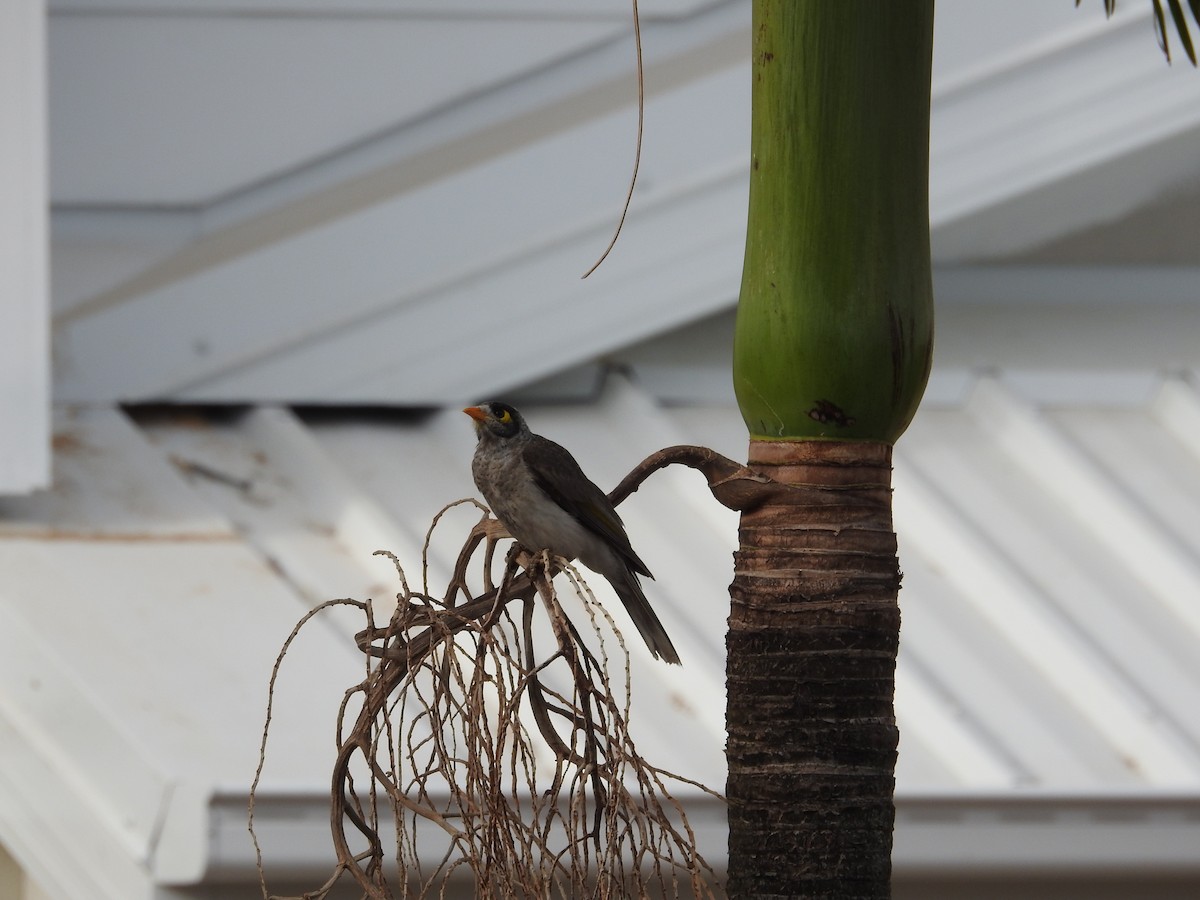 Noisy Miner - ML642697002