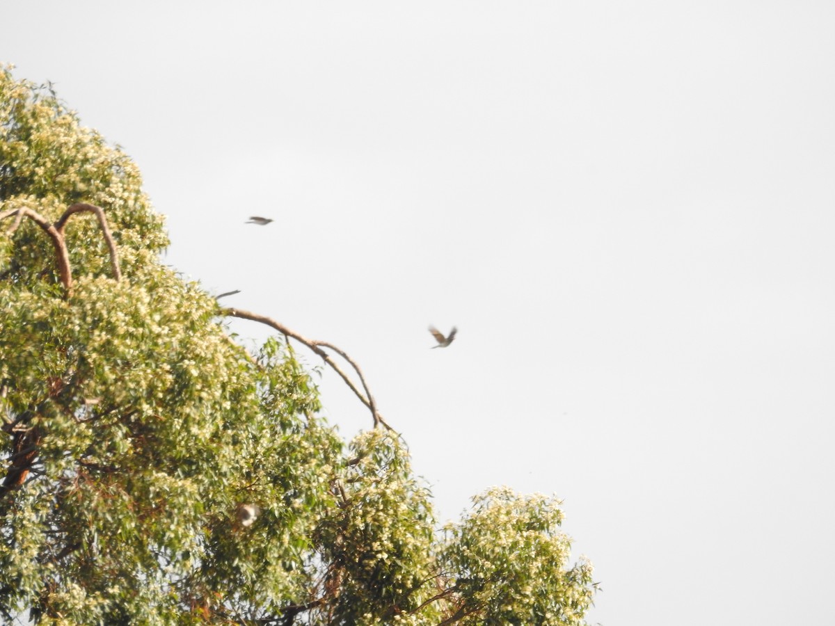 Noisy Miner - ML642697003