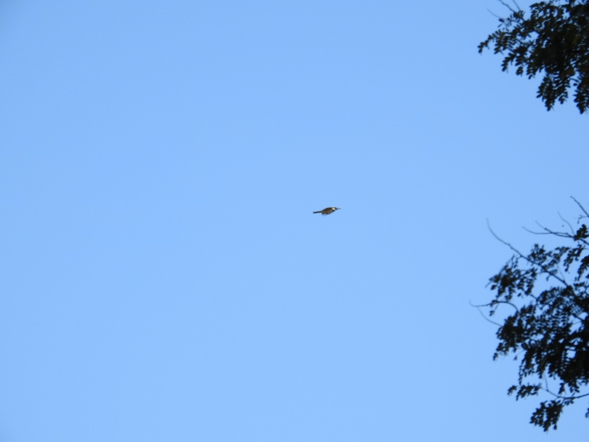 Blue-faced Honeyeater - ML642697005