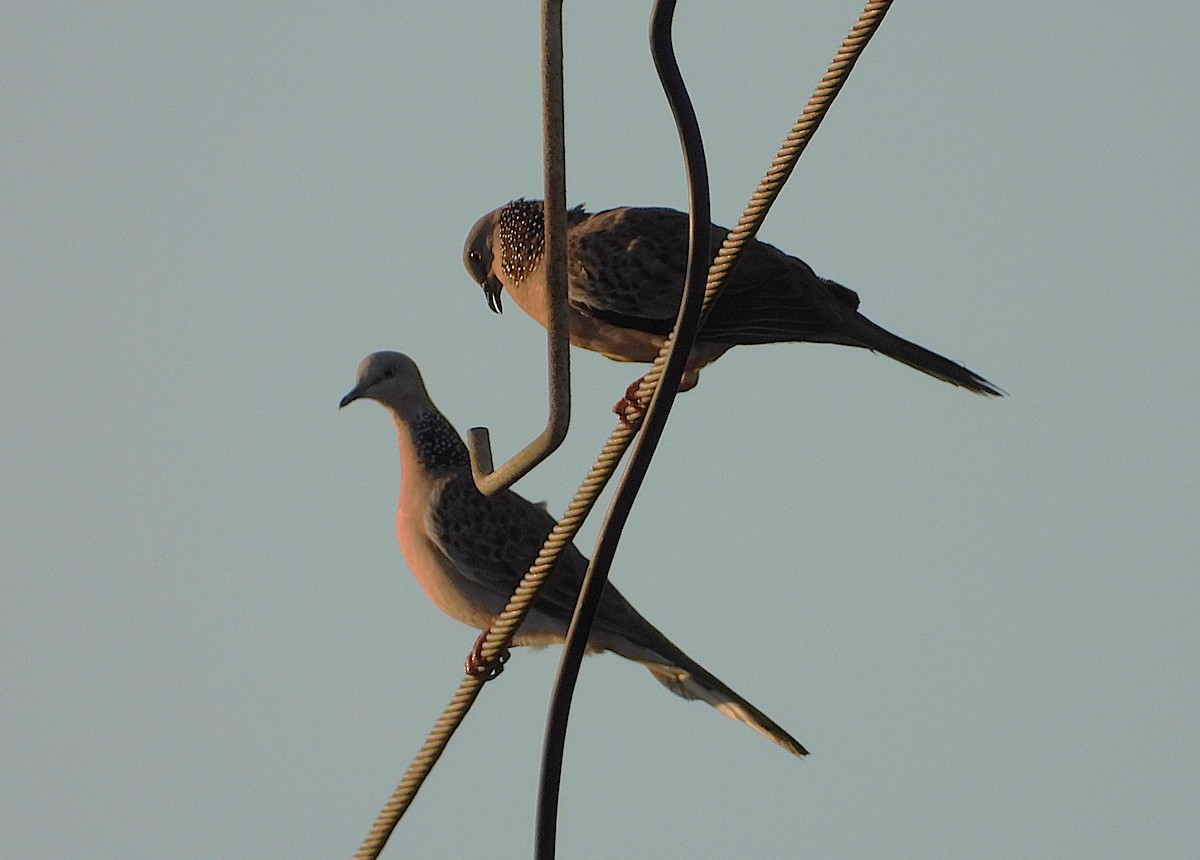 Spotted Dove - ML642697006