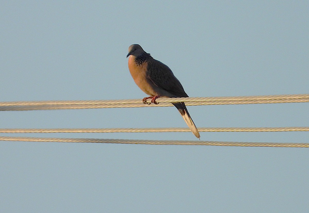 Spotted Dove - ML642697007