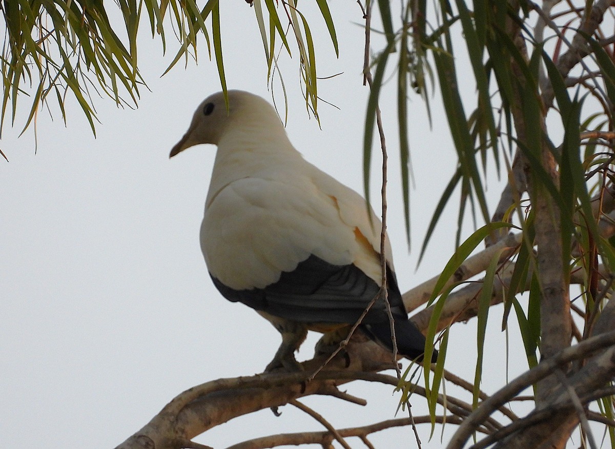 Torresian Imperial-Pigeon - ML642697011
