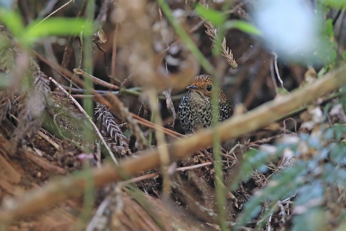 Taiwan Cupwing - ML642697013