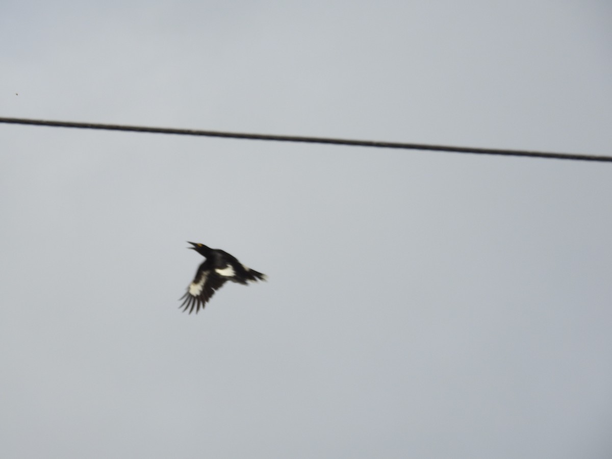 Pied Currawong - ML642697022