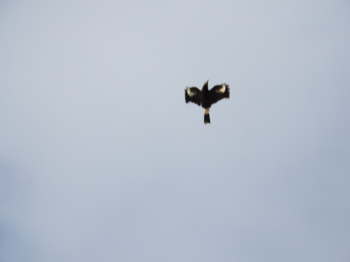 Pied Currawong - ML642697023