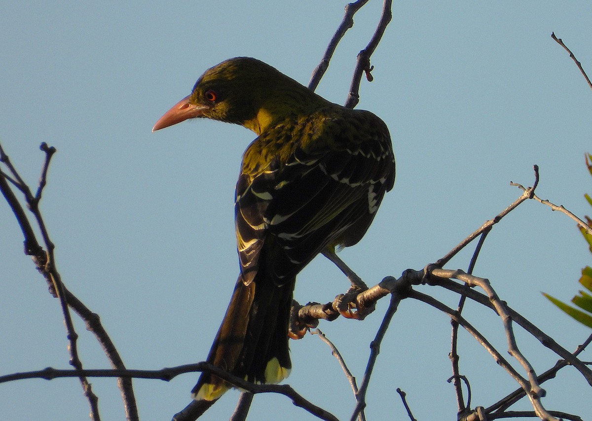 Green Oriole - ML642697027