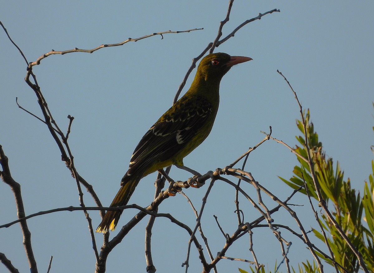 Green Oriole - ML642697028