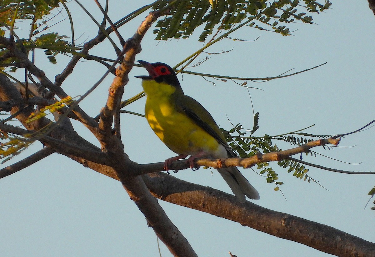 Australasian Figbird - ML642697029